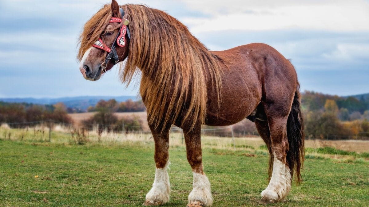 8 Largest Horse Breeds in the World 5 8 Largest Horse Breeds in the World - Percheron horse ss1214364427