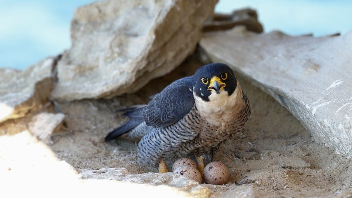 The Inspiring Comeback Story of Peregrine Falcons in Illinois 3 The Inspiring Comeback Story of Peregrine Falcons in Illinois - Peregrine falcon ss1478043620