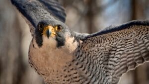 The Inspiring Comeback Story of Peregrine Falcons in Illinois 1 The Inspiring Comeback Story of Peregrine Falcons in Illinois - Peregrine falcon ss1655895619