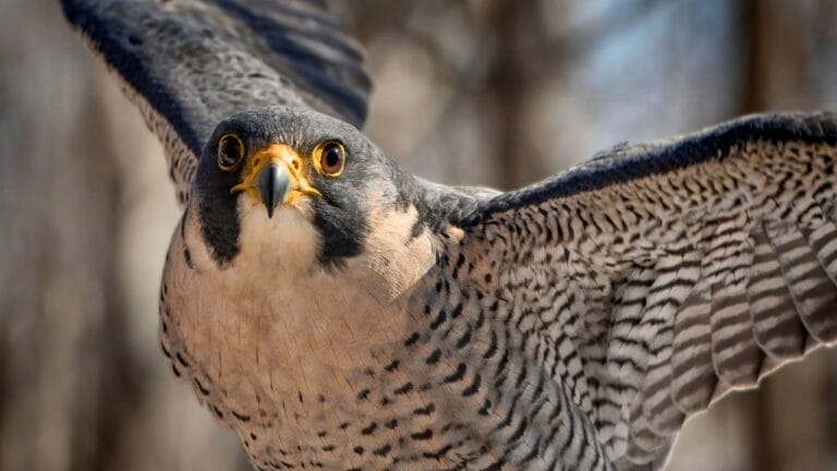 The Inspiring Comeback Story of Peregrine Falcons in Illinois 9 The Inspiring Comeback Story of Peregrine Falcons in Illinois - Peregrine falcon ss1655895619