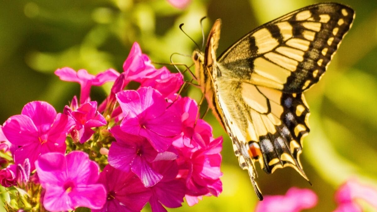 20 Perennial Flowers that Keep Your Garden Alive from Spring to Fall - Phlox butterfly ss2150654273