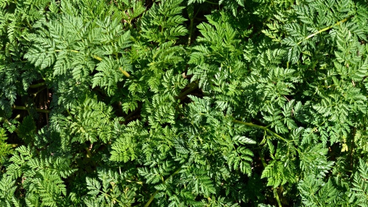 7 Deadly Plants That Changed Warfare With Poison and Fear 3 7 Deadly Plants That Changed Warfare With Poison and Fear - Poison Hemlock ss2270834697