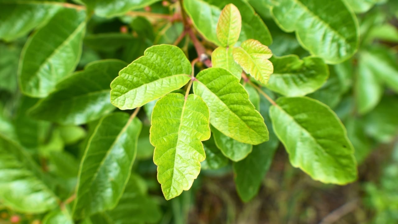 23 Deadly Plants to NEVER Touch: Linked to Over 21,400 Poisoning Cases 5 23 Deadly Plants to NEVER Touch: Linked to Over 21,400 Poisoning Cases - Poison Sumac ss2149800169