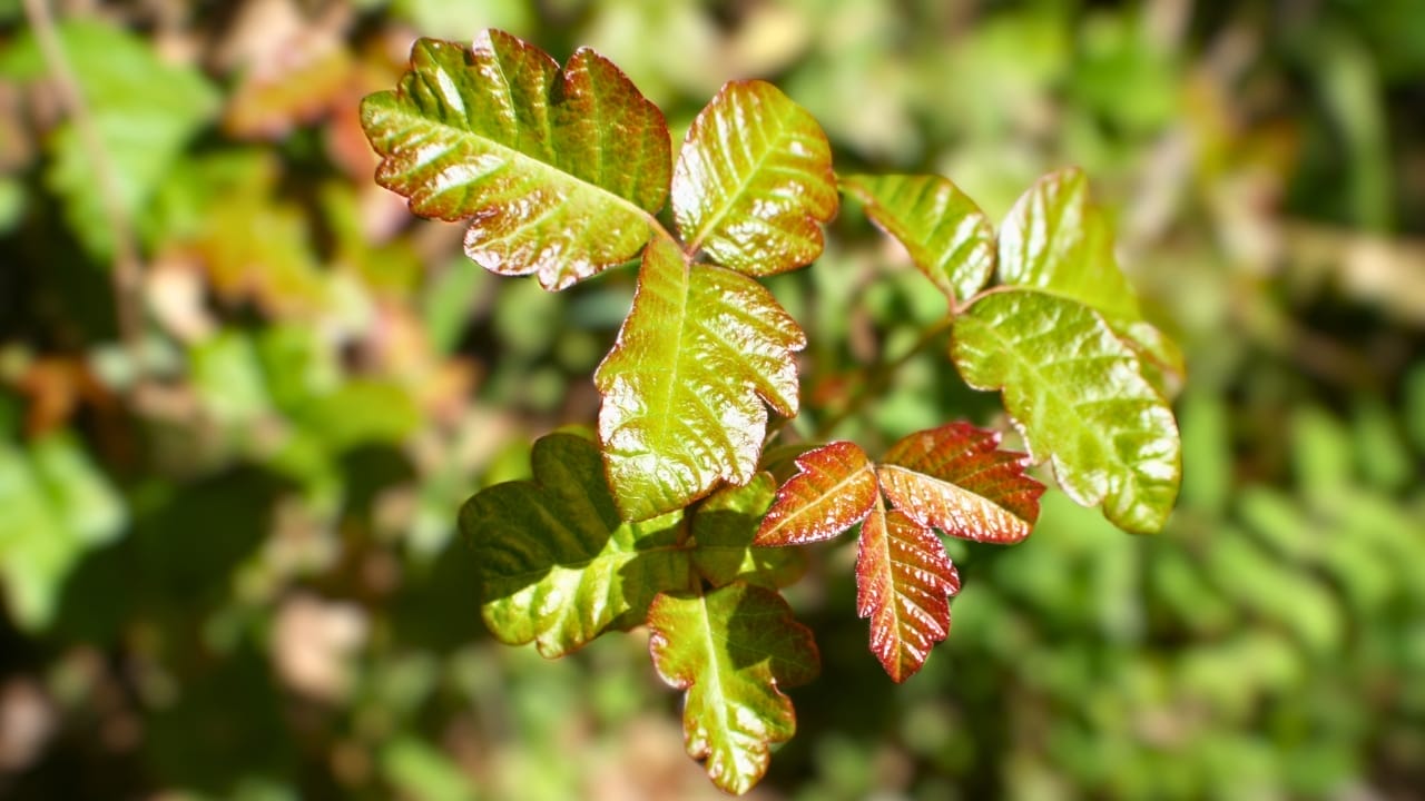 23 Deadly Plants to NEVER Touch: Linked to Over 21,400 Poisoning Cases 8 23 Deadly Plants to NEVER Touch: Linked to Over 21,400 Poisoning Cases - Poison oak ss1342417529