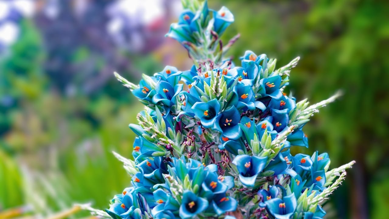 Decade-Long Wait Over: The Rare 'Sapphire Tower' Plant Blooms Again 4 Decade-Long Wait Over: The Rare 'Sapphire Tower' Plant Blooms Again - Puya alpestris ss1442325245