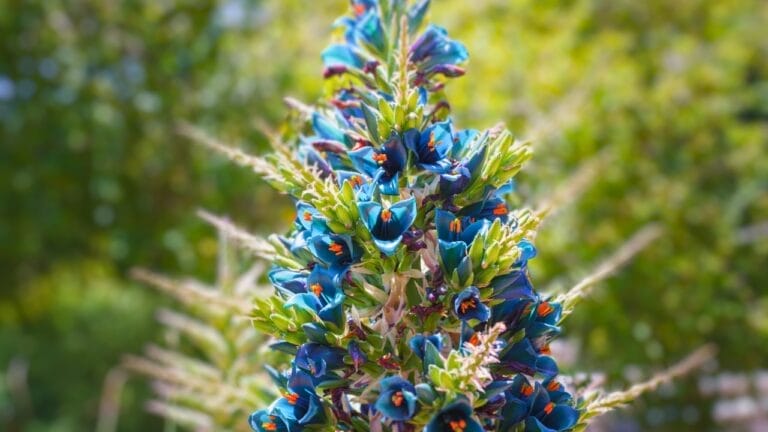 Decade-Long Wait Over: The Rare 'Sapphire Tower' Plant Blooms Again 5 Decade-Long Wait Over: The Rare 'Sapphire Tower' Plant Blooms Again - Puya alpestris ss2329000637