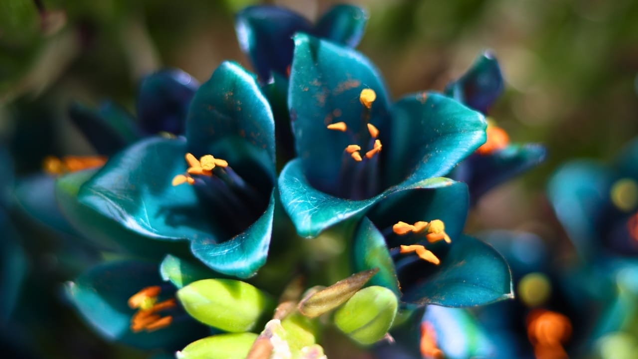 Decade-Long Wait Over: The Rare 'Sapphire Tower' Plant Blooms Again 3 Decade-Long Wait Over: The Rare 'Sapphire Tower' Plant Blooms Again - Puya alpestris ss2334198619