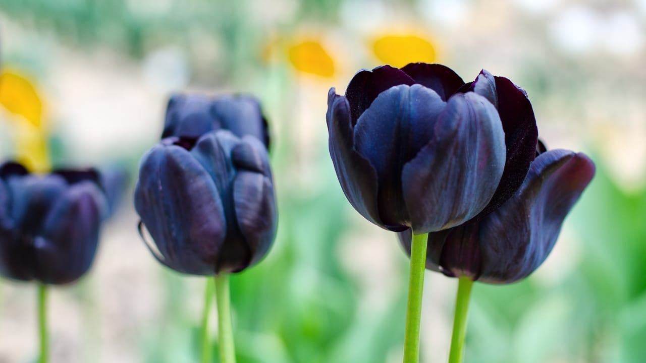 15 Striking Naturally Black Flowers to Add Mystery & Drama 3 15 Striking Naturally Black Flowers to Add Mystery & Drama - Queen of the Night Tulip ss426178414