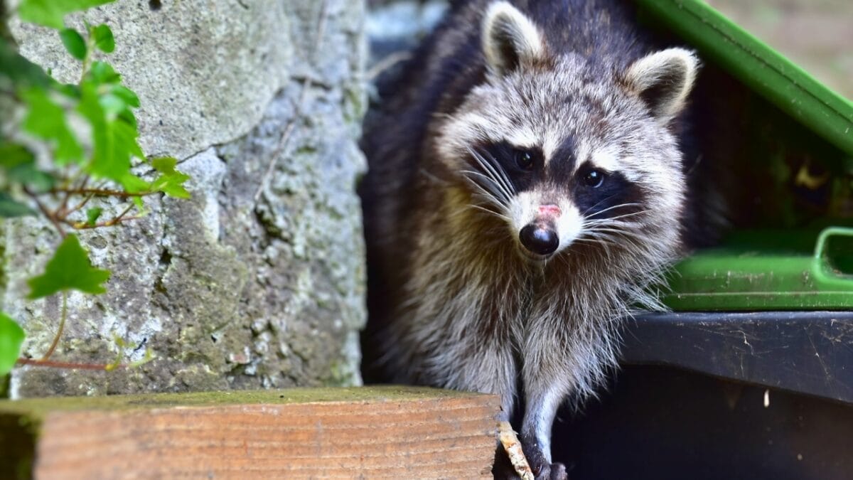15 Animals That Come to Life After Dark 3 15 Animals That Come to Life After Dark - Raccoon ss2344690129