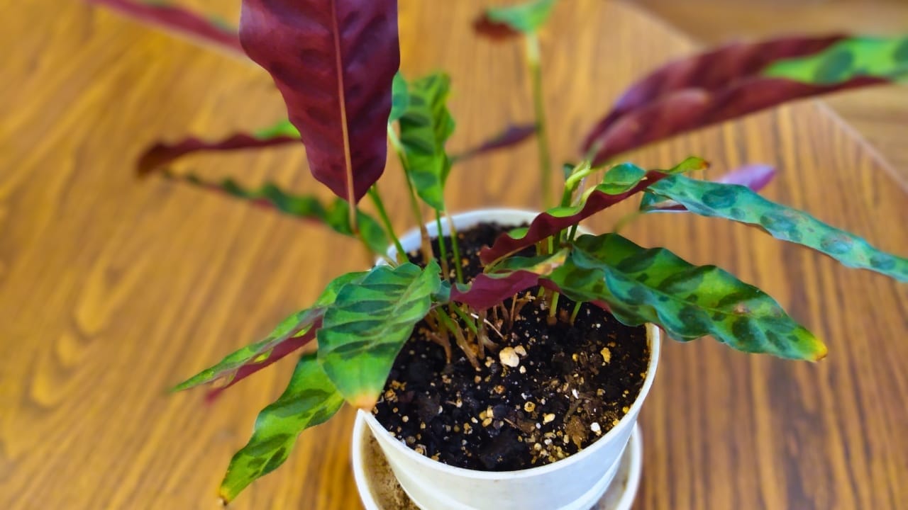 Grow & Care for Rattlesnake Calathea Plants (Goeppertia insignis) 5 Grow & Care for Rattlesnake Calathea Plants (Goeppertia insignis) - Rattlesnake Calathea ss 2