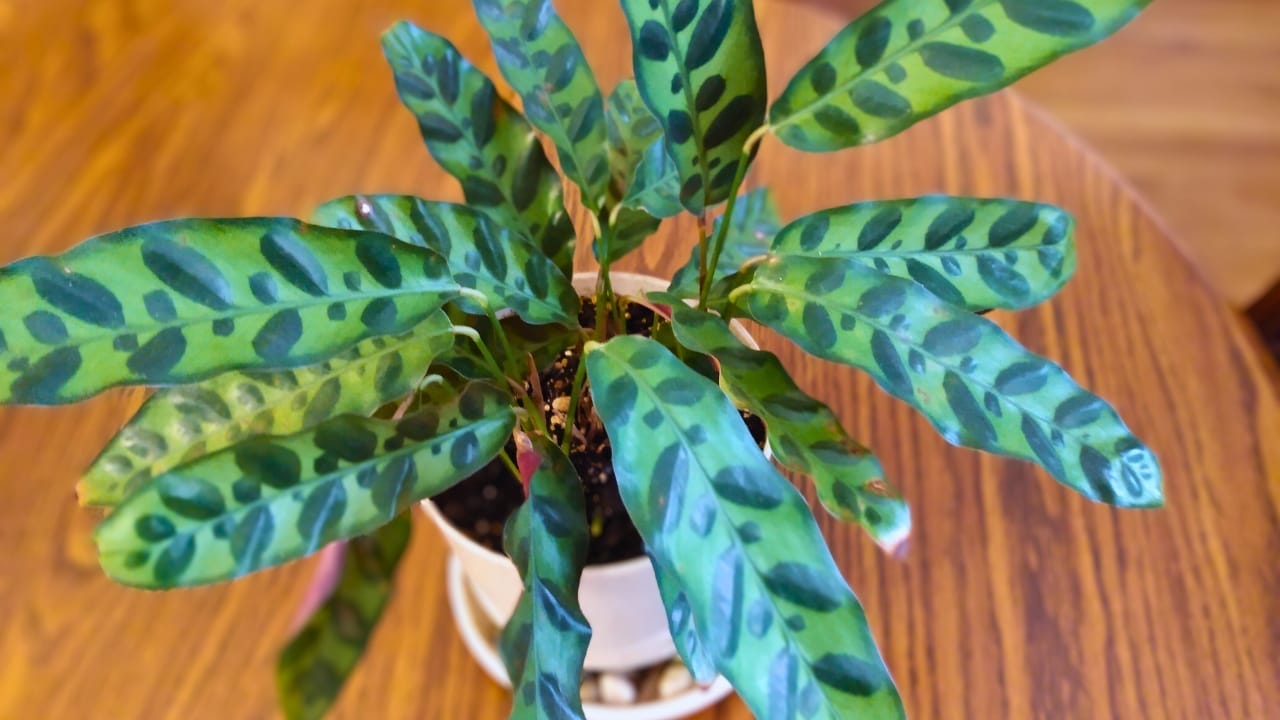 Grow & Care for Rattlesnake Calathea Plants (Goeppertia insignis) 3 Grow & Care for Rattlesnake Calathea Plants (Goeppertia insignis) - Rattlesnake Calathea ss