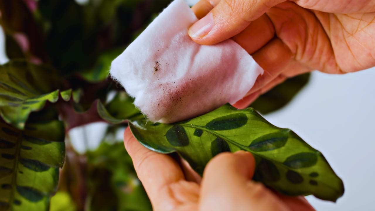 Grow & Care for Rattlesnake Calathea Plants (Goeppertia insignis) 8 Grow & Care for Rattlesnake Calathea Plants (Goeppertia insignis) - Rattlesnake Calathea ss1786073168