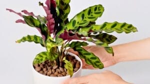 Grow & Care for Rattlesnake Calathea Plants (Goeppertia insignis) 1 Grow & Care for Rattlesnake Calathea Plants (Goeppertia insignis) - Rattlesnake Calathea ss1786270016