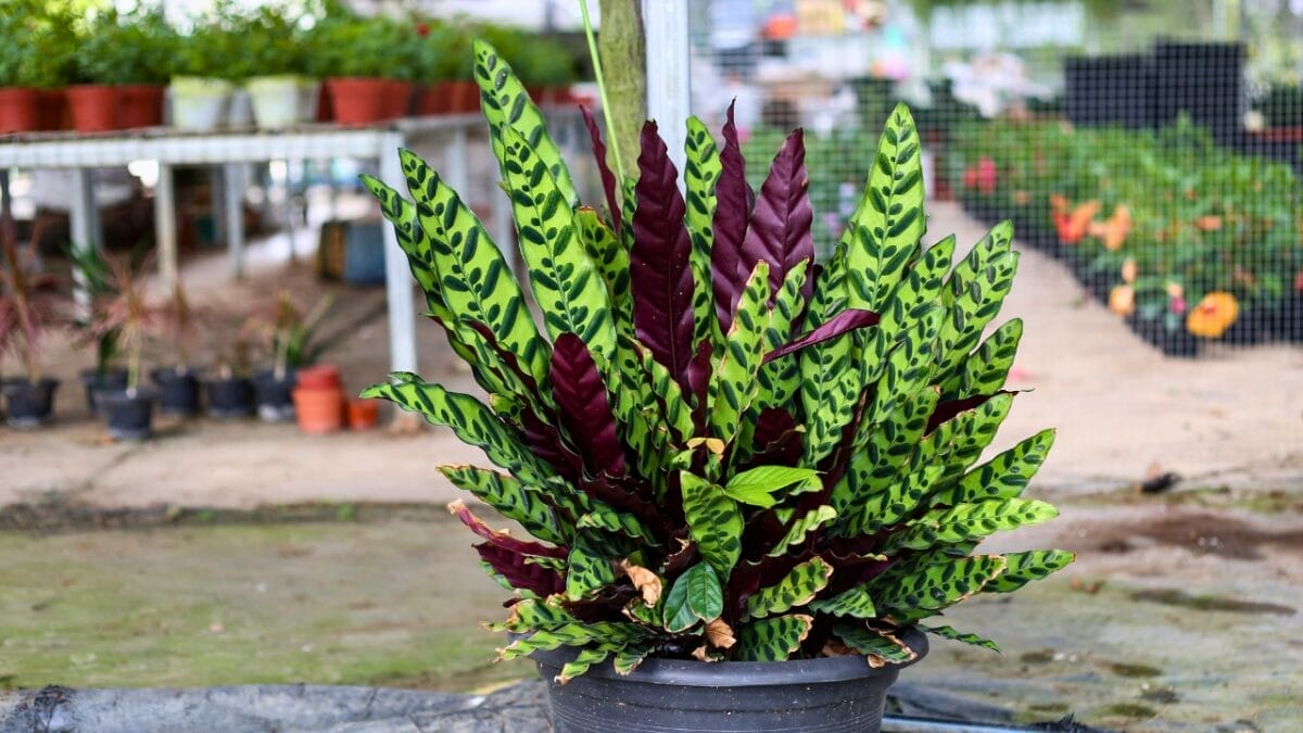 18 Plants That Flourish in Humid Bathrooms 13 18 Plants That Flourish in Humid Bathrooms - Rattlesnake Calathea ss1927267328