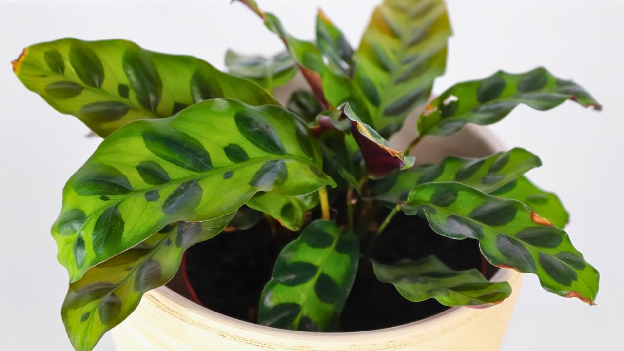 Grow & Care for Rattlesnake Calathea Plants (Goeppertia insignis) 6 Grow & Care for Rattlesnake Calathea Plants (Goeppertia insignis) - Rattlesnake Calathea ss1987827131