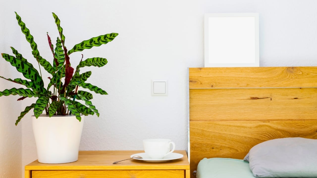 Grow & Care for Rattlesnake Calathea Plants (Goeppertia insignis) 4 Grow & Care for Rattlesnake Calathea Plants (Goeppertia insignis) - Rattlesnake Calathea ss1998781037