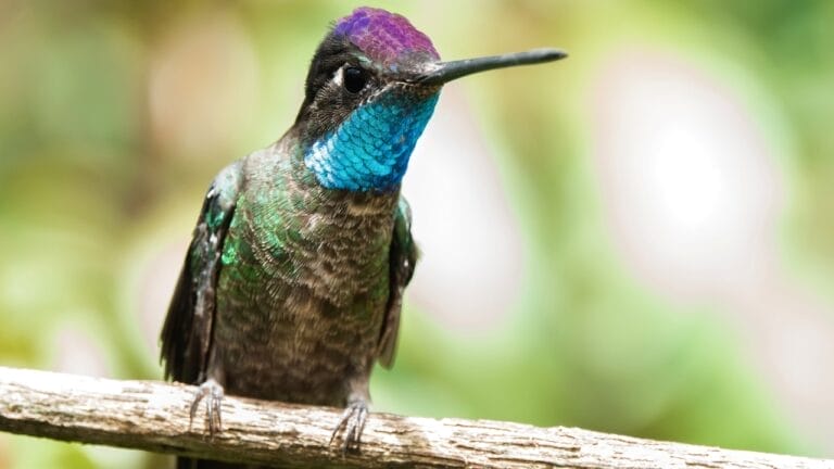 15 Bee-Friendly Ground Covers to Attract Pollinators & Hummingbirds 7 15 Bee-Friendly Ground Covers to Attract Pollinators & Hummingbirds - Rivolis Hummingbird ss1411278485