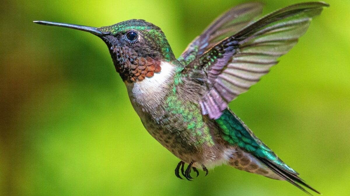 10 U.S. Hummingbirds & Where to Spot Them - Ruby throated Hummingbird ss2402263207