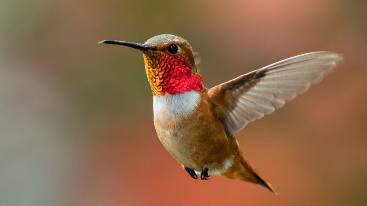 U.S. Hummingbird Decline: 7 Species Lose 67% of Population Since 1970 2 U.S. Hummingbird Decline: 7 Species Lose 67% of Population Since 1970 - Rufous Hummingbird ss2302251095