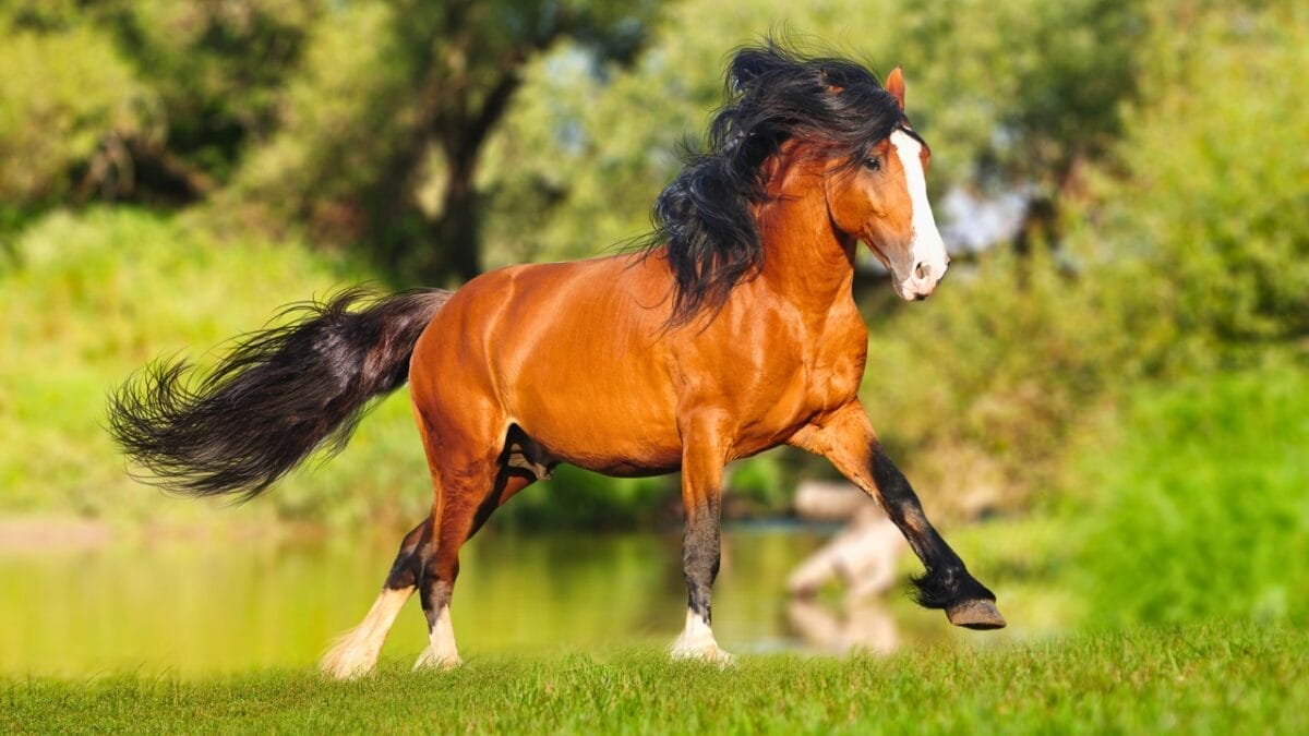 8 Largest Horse Breeds in the World 9 8 Largest Horse Breeds in the World - Russian Heavy Draft horse ss84902497 1