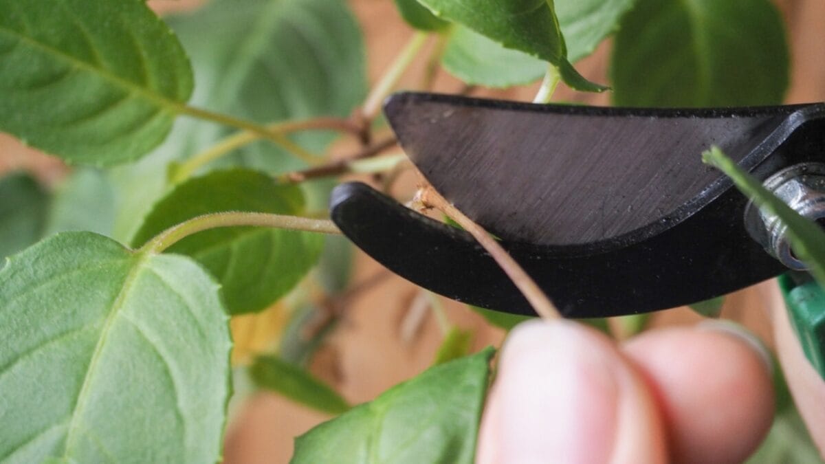 10 Tips for Beginners: Container Gardening - Seasonal pruning of plants ss751791634