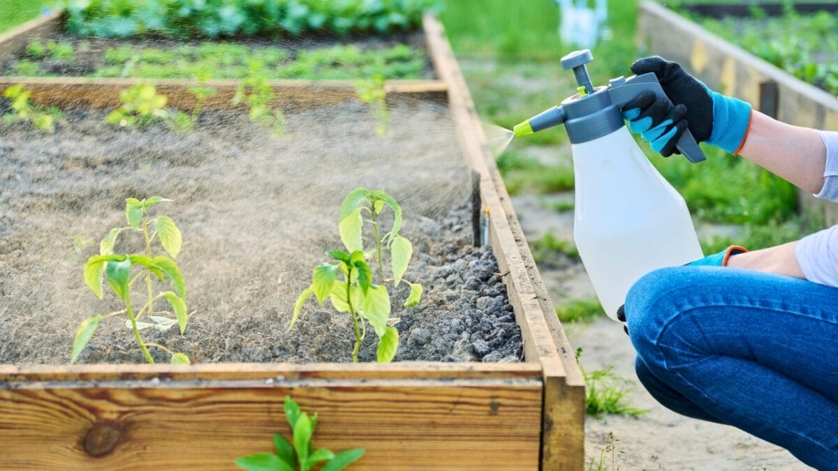 20 Uses for Orange Peels in the Garden: Why Gardeners Swear By Them 20 20 Uses for Orange Peels in the Garden: Why Gardeners Swear By Them - Seedling Fungicide ss2312726093