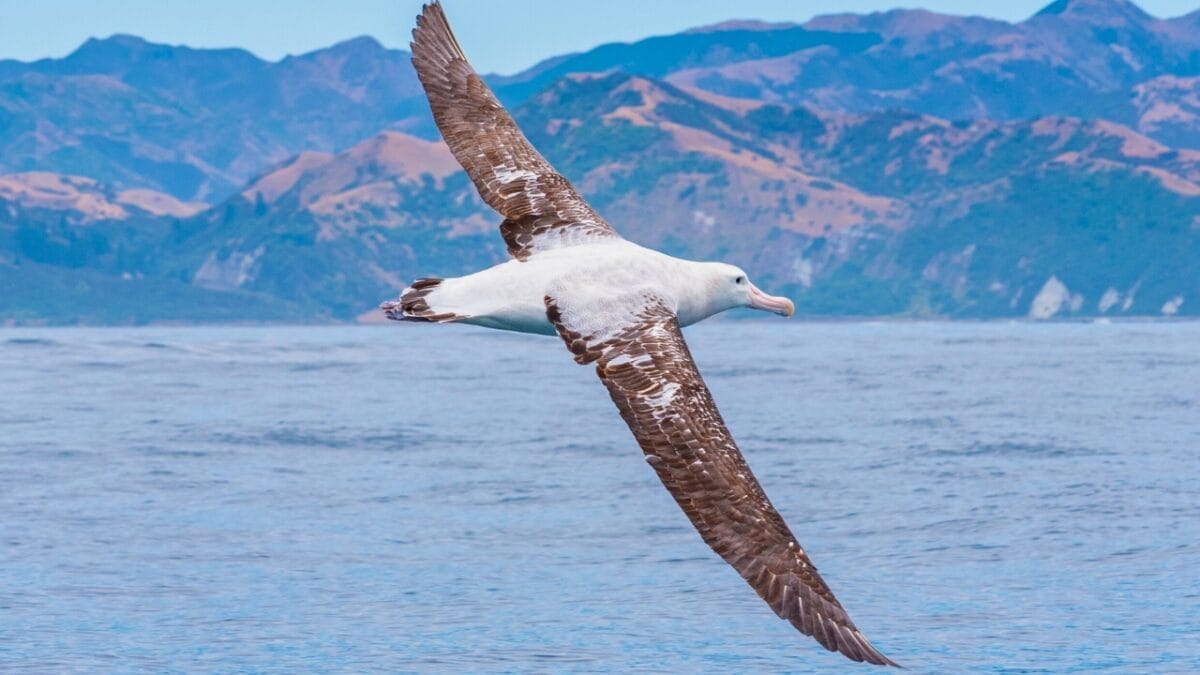 The World's 11 Largest Flying Birds: Majestic, Endangered & Making a Comeback 3 The World's 11 Largest Flying Birds: Majestic, Endangered & Making a Comeback - Southern Royal Albatross ss2102178316