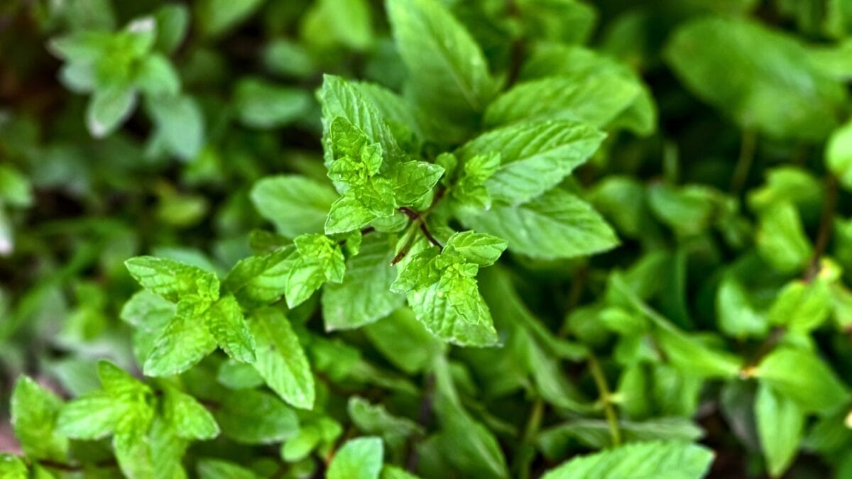 12 Plants That Naturally Repel Fleas: What to Know & Grow - Spearmint ss2022313094