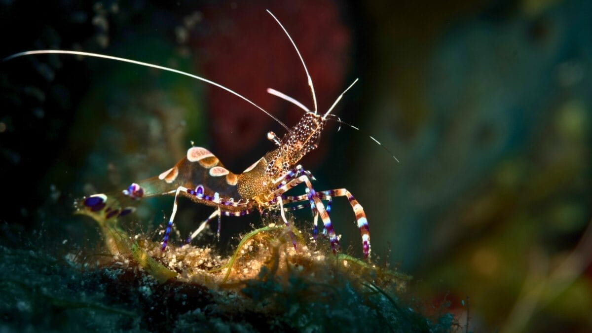 9 Animals That Can Remarkably Change Their Gender 10 9 Animals That Can Remarkably Change Their Gender - Spotted Cleaner Shrimp ss2197769115