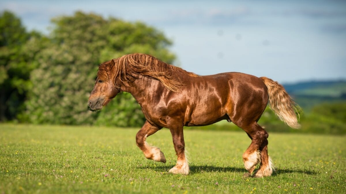 8 Largest Horse Breeds in the World 6 8 Largest Horse Breeds in the World - Suffolk Punch horse ss143822923