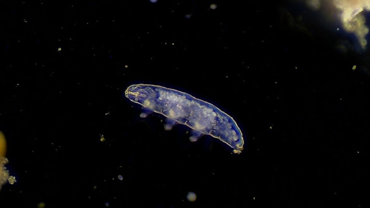 19 of the World's Weirdest Animals 15 19 of the World's Weirdest Animals - Tardigrade magnified ss2111263541