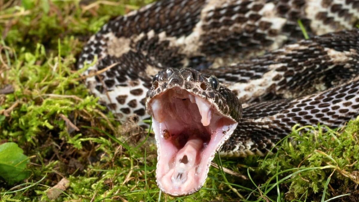12 Rattlesnake Facts You Probably Didn't Know About - Timber Rattlesnake ss1936548148