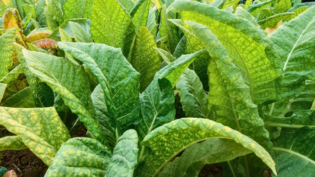 23 Deadly Plants to NEVER Touch: Linked to Over 21,400 Poisoning Cases 6 23 Deadly Plants to NEVER Touch: Linked to Over 21,400 Poisoning Cases - Tobacco plant ss1678566346
