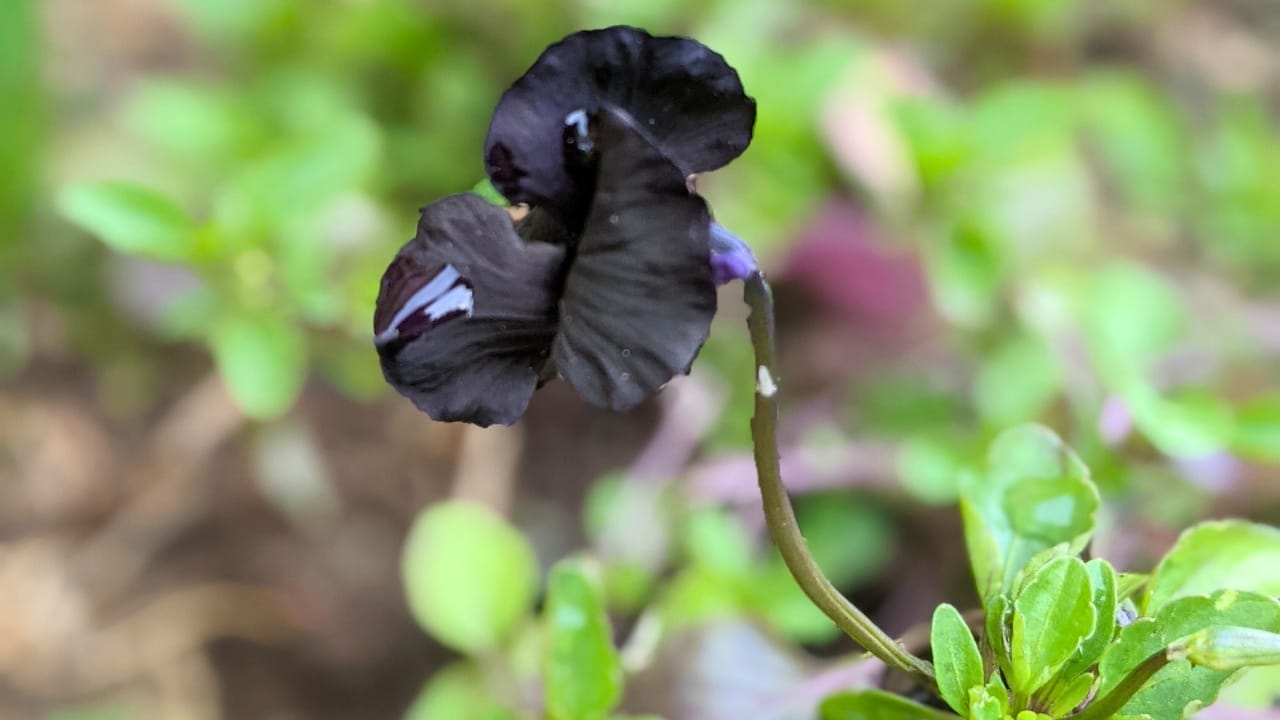 15 Striking Naturally Black Flowers to Add Mystery & Drama 13 15 Striking Naturally Black Flowers to Add Mystery & Drama - Viola Molly Sanderson ss2411144705