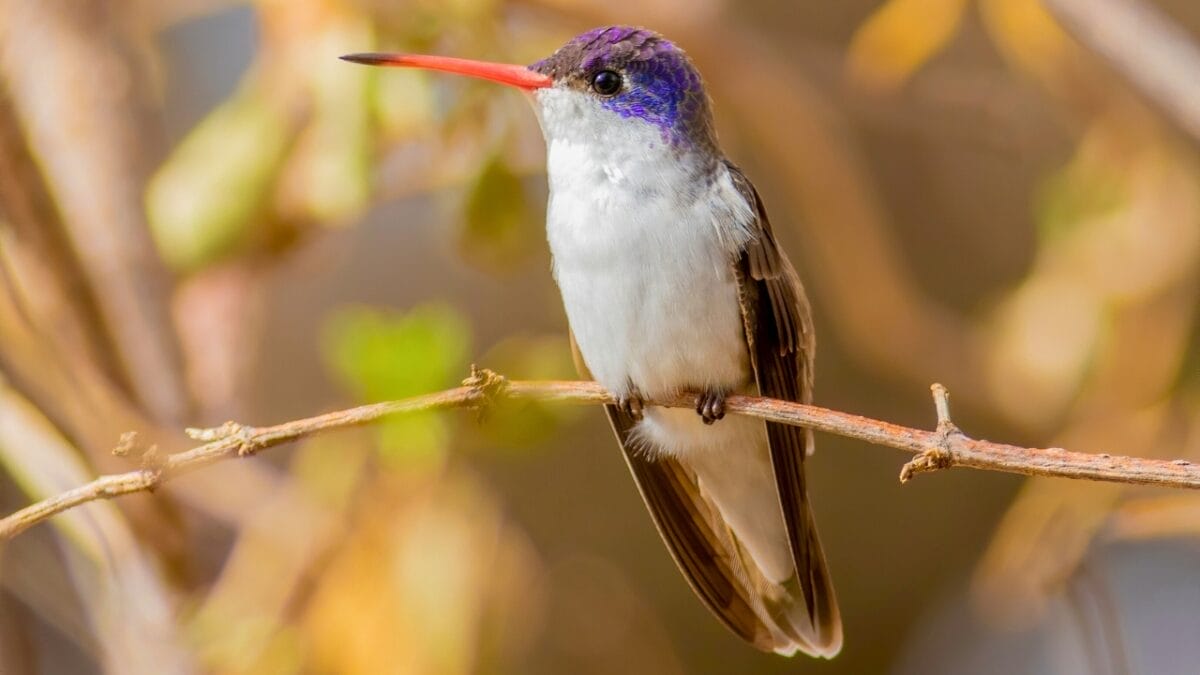 U.S. Hummingbird Decline: 7 Species Lose 67% of Population Since 1970 8 U.S. Hummingbird Decline: 7 Species Lose 67% of Population Since 1970 - Violet crowned Hummingbird ss2183680445