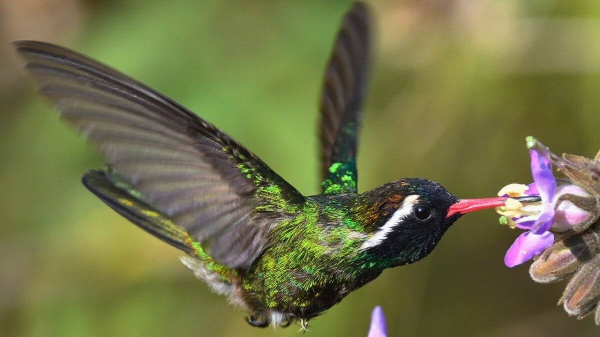 Hummingbirds See Colors Humans Can't Even Imagine 6 Hummingbirds See Colors Humans Can't Even Imagine - White eared Hummingbird ss2286229027