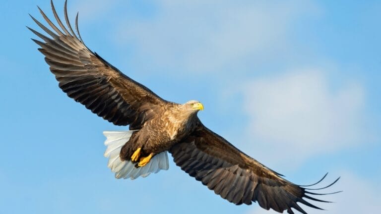 12 Unusual Birds with White Colored Heads & How to Tell Them Apart - White tailed Eagle ss1230138760