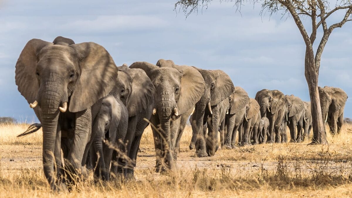 Killing Large Non-Native Herbivores: A Conservation Mistake? - african elephants ss1480282913