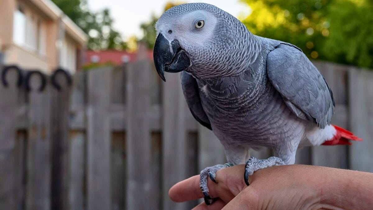Deadly "Parrot Fever" Outbreak Strikes Europe - african grey parrot ss2205631005 2