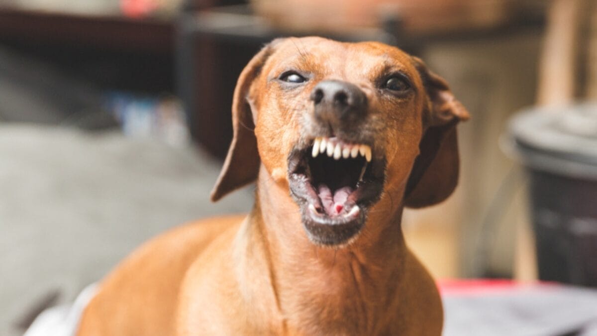 10 Reasons to Think Twice Before Getting a Miniature Dachshund 10 10 Reasons to Think Twice Before Getting a Miniature Dachshund - aggressive ss790840627