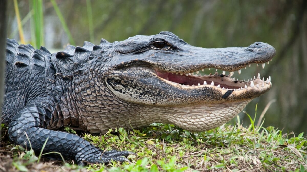15 of the Most Extreme Animals Roaming Wild in North America - alligator ss128007614
