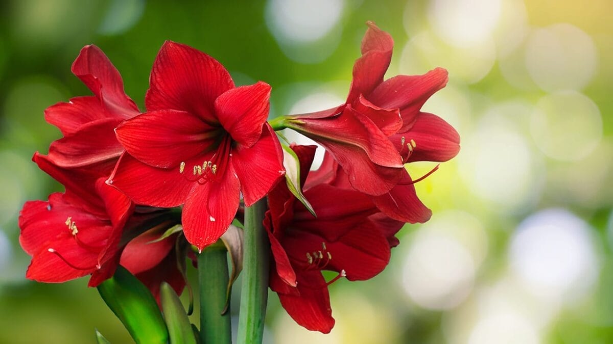 16 Christmas Plants to Brighten Your Holiday Décor 4 16 Christmas Plants to Brighten Your Holiday Décor - amaryllis ss1053099173