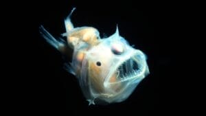 10 Creepy Deep Sea Creatures You Never Knew Existed 1 10 Creepy Deep Sea Creatures You Never Knew Existed - angler fish ss1036974166