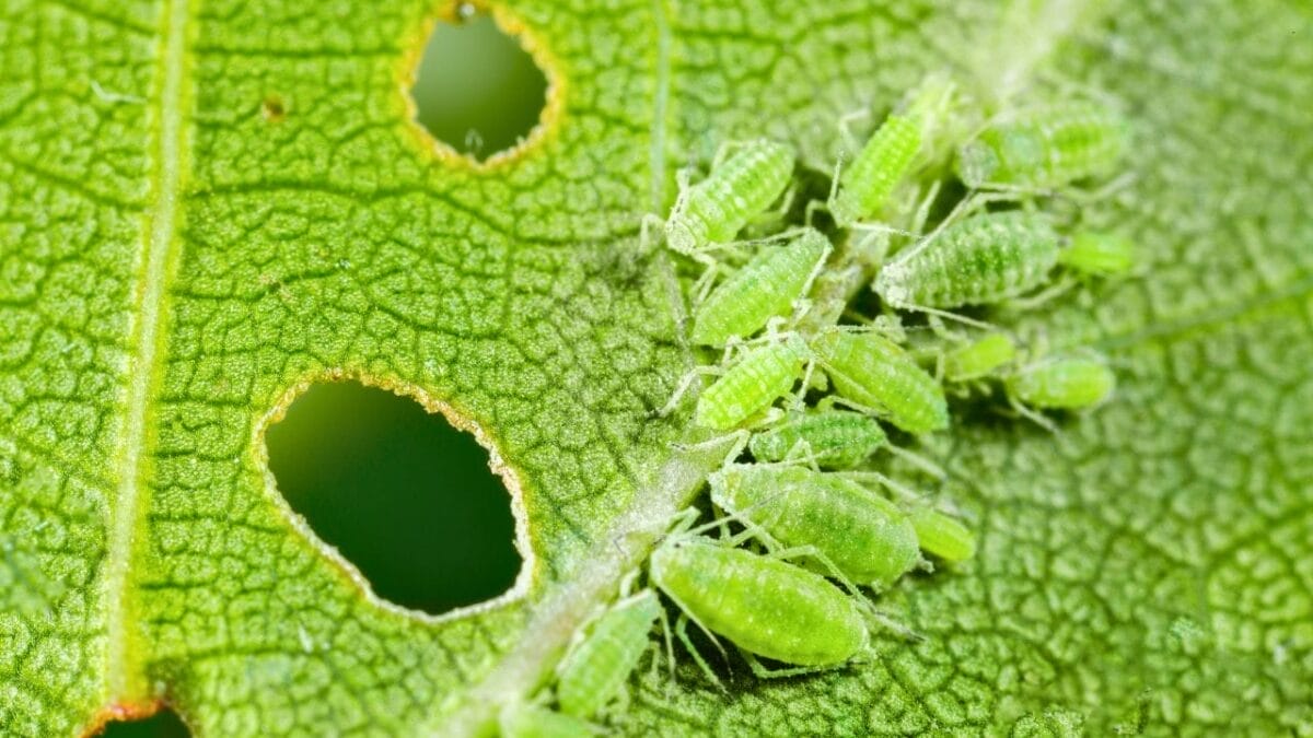 10 Worst Garden Pests & How to Get Rid of Them for Good 2 10 Worst Garden Pests & How to Get Rid of Them for Good - aphids ss1395581459