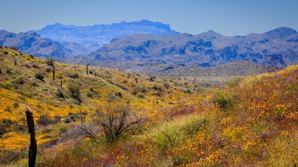 14 States Where Mountain Lions Prowl 5 14 States Where Mountain Lions Prowl - arizona ss2429694987 1