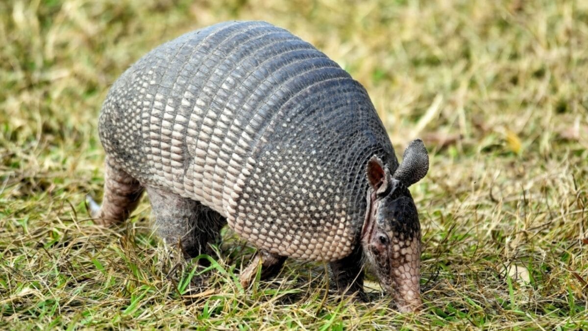 19 of the World's Weirdest Animals 6 19 of the World's Weirdest Animals - armadillo ss2334898489