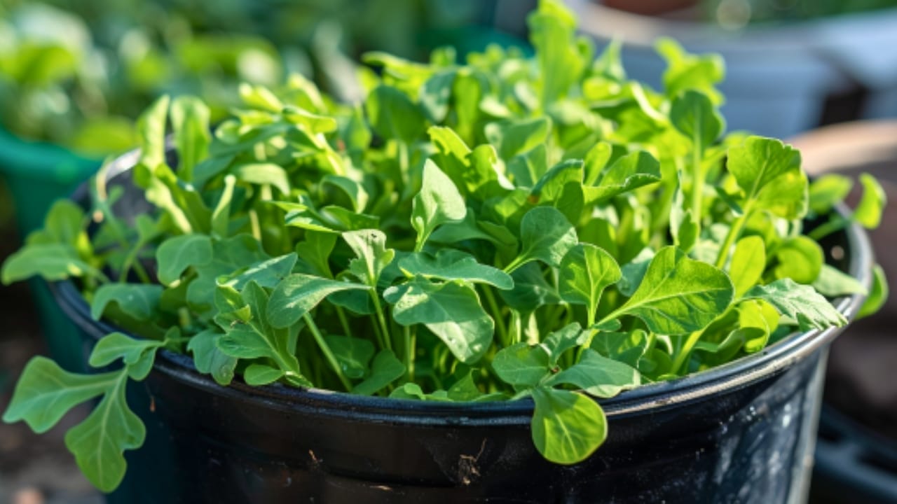 15 Delicious Foods You Can Grow in 5 Gallon Buckets 3 15 Delicious Foods You Can Grow in 5 Gallon Buckets - arugula bucket