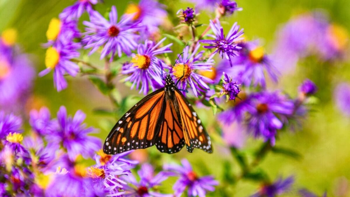 15 Plants That Keep Weeds Out & Pollinators In - aster butterfly ss1519624184