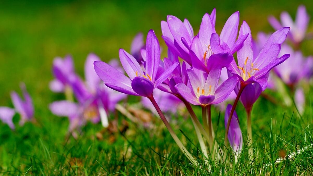 15 Fall Flowers That Attract Pollinators & Add Color 6 15 Fall Flowers That Attract Pollinators & Add Color - autumn crocus ss1146660812