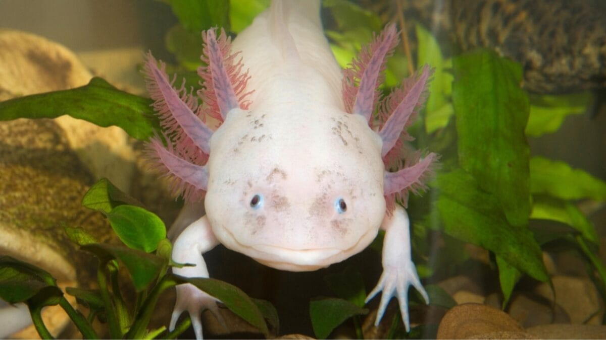 12 of the Most Beautiful Animals in the World - axolotl ss1204010965